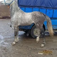 اسب نریون|اسب و تجهیزات اسبسواری|پیرانشهر, |دیوار