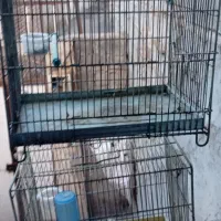 بوقلمون و قفس غلامی|لوازم جانبی حیوانات|مشگین شهر, |دیوار