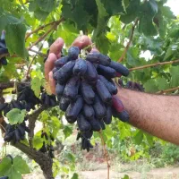 نهال انگور موندراپ بیدانه|خدمات باغبانی و درختکاری|تاکستان, |دیوار