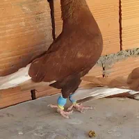 یه جفت دوم سفید سرخ