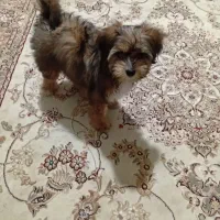 سگ کوچولو پاکوتاه|سگ|ارومیه, |دیوار