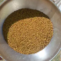 بذر یونجه بغدادی|گل و گیاه طبیعی|شاهیوند, |دیوار