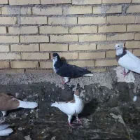 کبوتر رنگی دوری|پرنده|اهواز, زرگان|دیوار