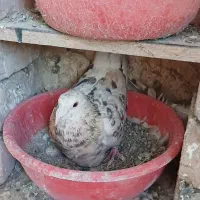 کوهی لیمویی ماده