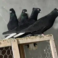 تعدادی زیل دم سفید یا زاغ دم سفید