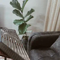 سنتور به همراه میز