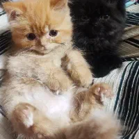 گربه|گربه|کرج, فاز ۴ مهرشهر|دیوار