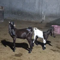 کهره نر و ماده|حیوانات مزرعه|چغادک, |دیوار