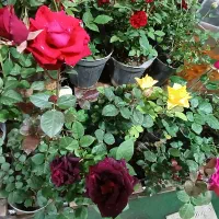 خدمات باغبانی وسمپاشی|خدمات باغبانی و درختکاری|تهران, آهنگ|دیوار