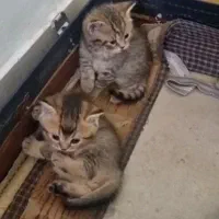 دوتا توله بریتیش بلک گلد یکی چینچیلا سیلور