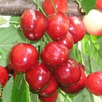 فروش نهال با تمامی ارقام ها|خدمات باغبانی و درختکاری|جلفا, |دیوار