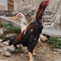 تخم مرغ نطفه دار لاری افغان