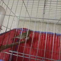 قناری نرو ماده