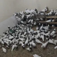 کفترطوقی درجه یک