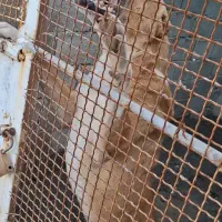 2تا سگ نگهبان