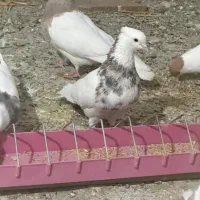 فروش