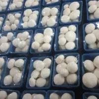 کمپوست و بستر آماده تولید قارچ دکمه ای