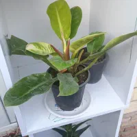 گلهای خانگی طبیعی|گل و گیاه طبیعی|پارسآباد, |دیوار