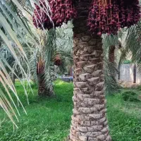 قناری بخون ۹۰۰