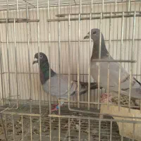 نروماده جفتی|پرنده|نورآباد ممسنی, |دیوار