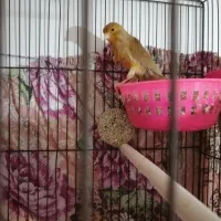 قناری ماده دارچینی