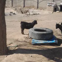 بزغاله ماده|حیوانات مزرعه|نیشابور, چمبران|دیوار