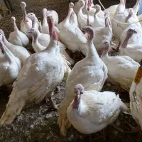 بوقلمون گوشتی نژاد بیوتی|حیوانات مزرعه|شیراز, سعدیه شمالی|دیوار