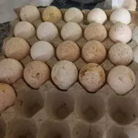 تخم بوقلمون نطفه دار