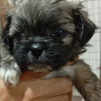 پکنیز شیتزو|سگ|بندر انزلی, شانگهای پرده|دیوار