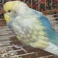 مرغ عشق (رنگین‌کمانی)|پرنده|خان ببین, |دیوار