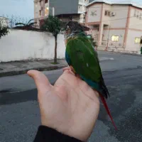 پرنده گرینچیک دستی اسمش نبات دستی سخنگو|پرنده|چالوس, |دیوار