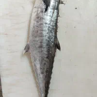 ماهی دریایی تازه