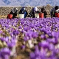 کارگربرای جم کردن زعفران ده نفر باوسیله نقلیه