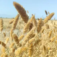 زمین باغی کشاورزی