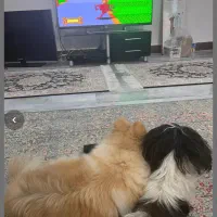 سگ اپارتمانی|سگ|تهران, علم و صنعت|دیوار