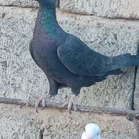 پلاکی مسافتی|پرنده|کهنوج, |دیوار