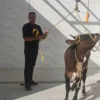 بره گوساله کشتارروز|حیوانات مزرعه|بجنورد, |دیوار