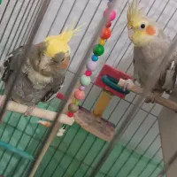 فروش عروس هلندی و مرغ عشق