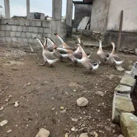 قو غاز اصل افریقایی واردک اسرائیلی وروغنهای زیبایی|حیوانات مزرعه|اسالم, |دیوار