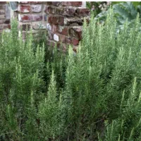 گیاه رزماری