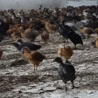 جوجه محلی گلپایگانی اصل