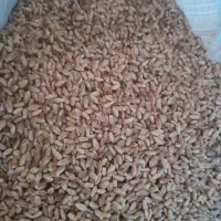 گندم احسان در حد بوجار تمیز 500کیلو در گالیکش