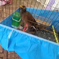 مرغ مینا و مرغ کاکولی|پرنده|یزد, |دیوار