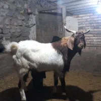 یک بز نر یک ساله