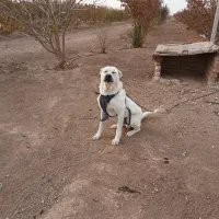 سگ سراب جنس عالی برای گله