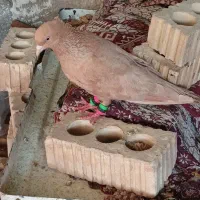 کبوتر|پرنده|دهدشت, |دیوار