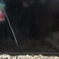 تلویزیون ۳۲|تلویزیون و پروژکتور|کرمان, |دیوار