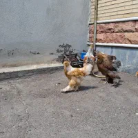 نیمچه برهما لمون