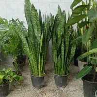 گل گیاه اپارتمانی|گل و گیاه طبیعی|جلین, |دیوار