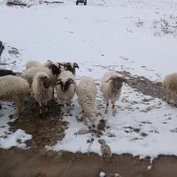 بره نر تالشی ۱۵ عدد|حیوانات مزرعه|اسالم, |دیوار